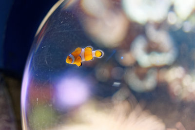 ClownFish2.jpg