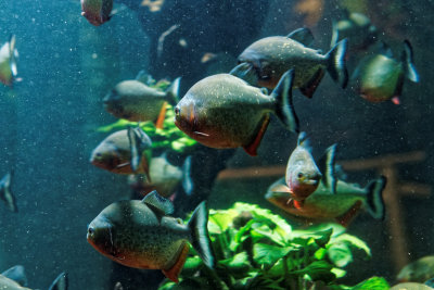 Piranhias.jpg
