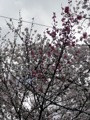 DSC05301.png