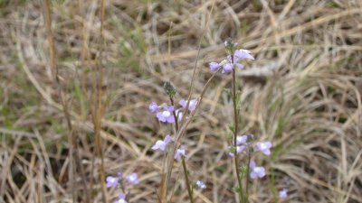 IMG_9098.JPG
