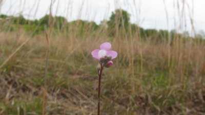 IMG_9118.JPG