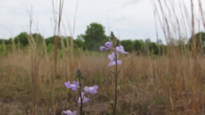 IMG_9132.JPG