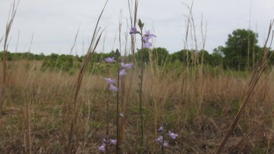 IMG_9133.JPG
