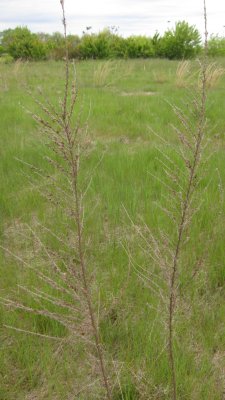 IMG_9163.JPG