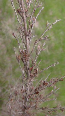 IMG_9165.JPG