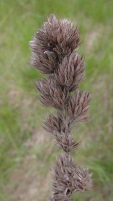 IMG_9166.JPG