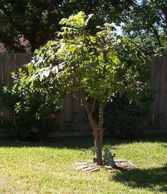pecan tree from my dad