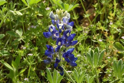 Bluebonnet-0046