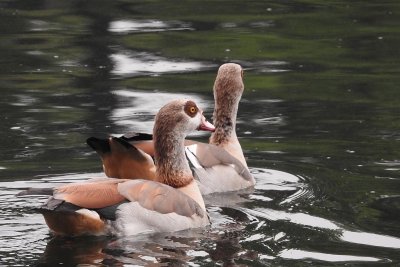 Egyptian Geese-0184