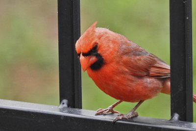 Cardinal-0346