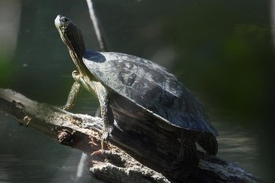 Turtle-0415