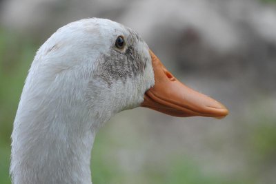 Duck Head-0482
