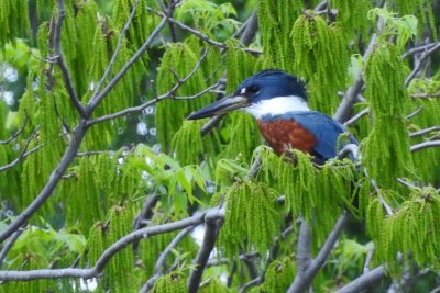 Kingfisher-Tele