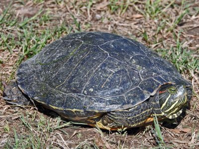 Turtle-071313