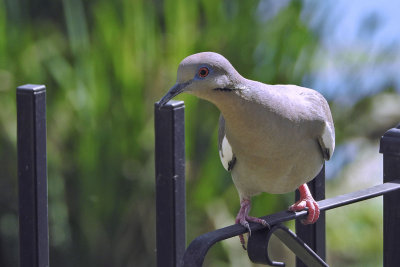 Dove-0773.jpg