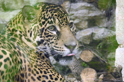 Zoo0887.jpg