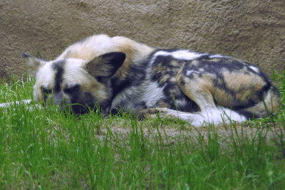 Zoo0913.jpg