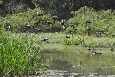 Brazos State Park