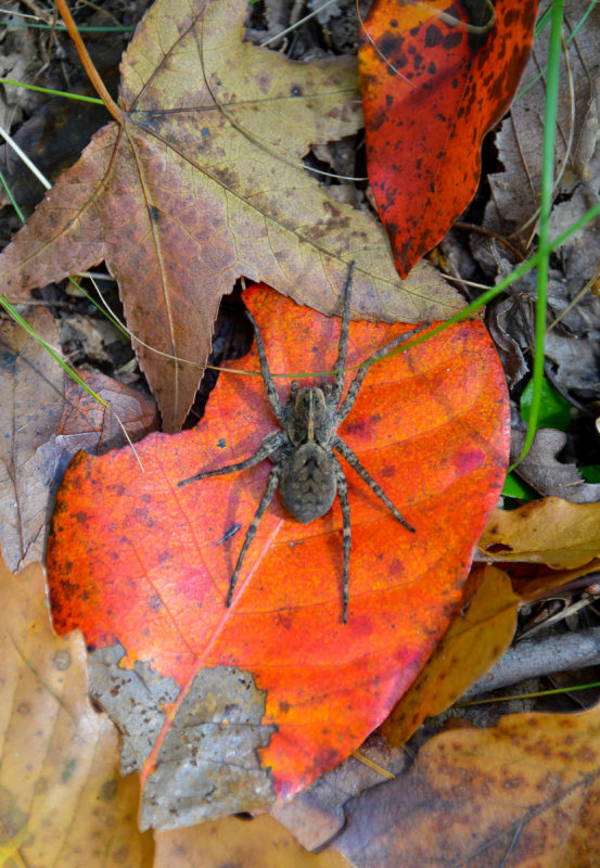 Wolf Spider