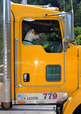 Driver Doggie