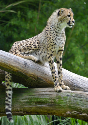 Zoo Kitty