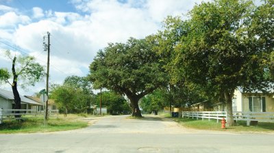 Bandera, Texas - Tree in Road