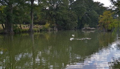 Bandera Medina River Ducks