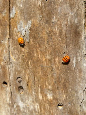 LadyBug Invasion - they bite!