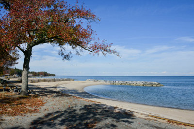 Beach Tree