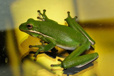 Tree Frog 07.jpg