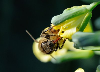 Honeybee on Broccoli 08 reduced.jpg