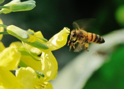 Honeybee on Broccoli 21 reduced.jpg