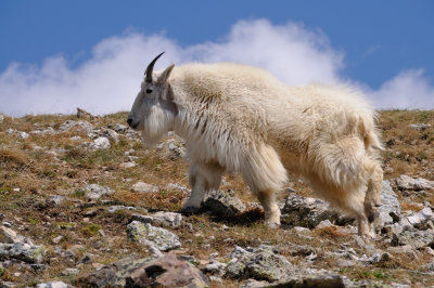 Mountain Goat on Quandary Peak_021.JPG