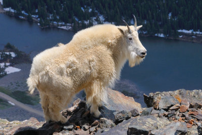 Mountain Goat on Quandary Peak_072.JPG