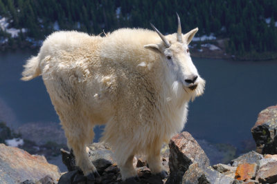 Mountain Goat on Quandary Peak_075.JPG