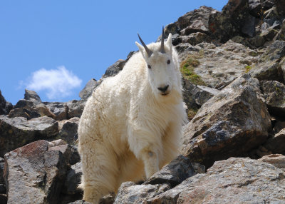 Mountain Goat on Quandary Peak_090.JPG