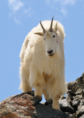 Mountain Goat on Quandary Peak_115.JPG