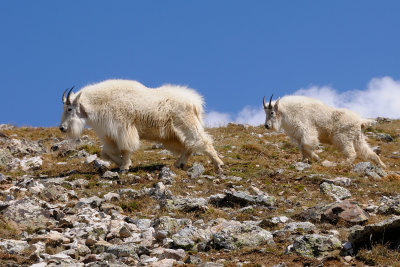 Mountain Goats on Quandary Peak_024.JPG