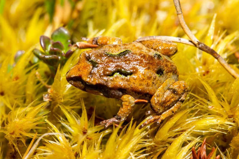 Moss Froglet