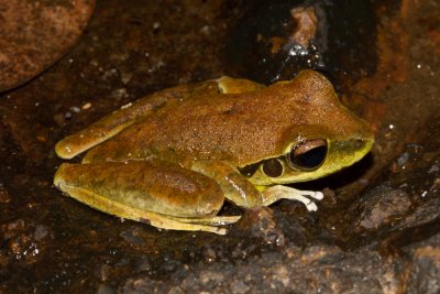 Wilcox's Frog