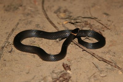 Southern Dwarf Crowned Snake