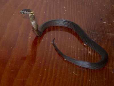 Golden-crowned Snake