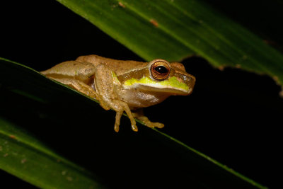 Pearson's Green Tree Frog