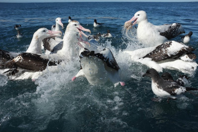 Wandering Albatross