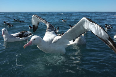 Wandering Albatross