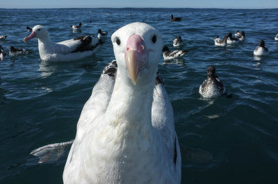 Wandering Albatross