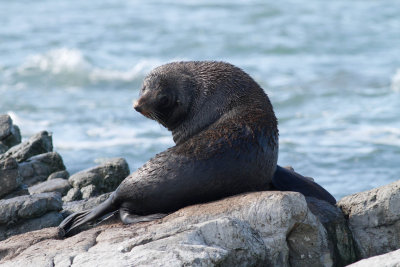 NZ Fur Seal