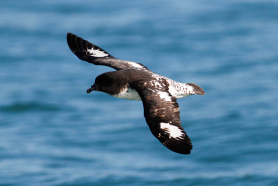 Cape Petrel