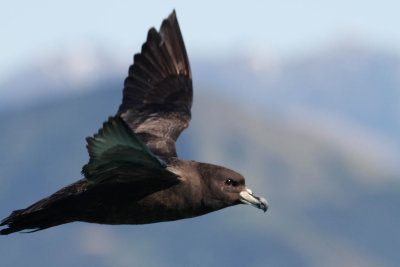 Westland Petrel