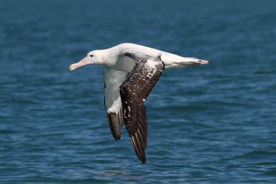 Wandering Albatross